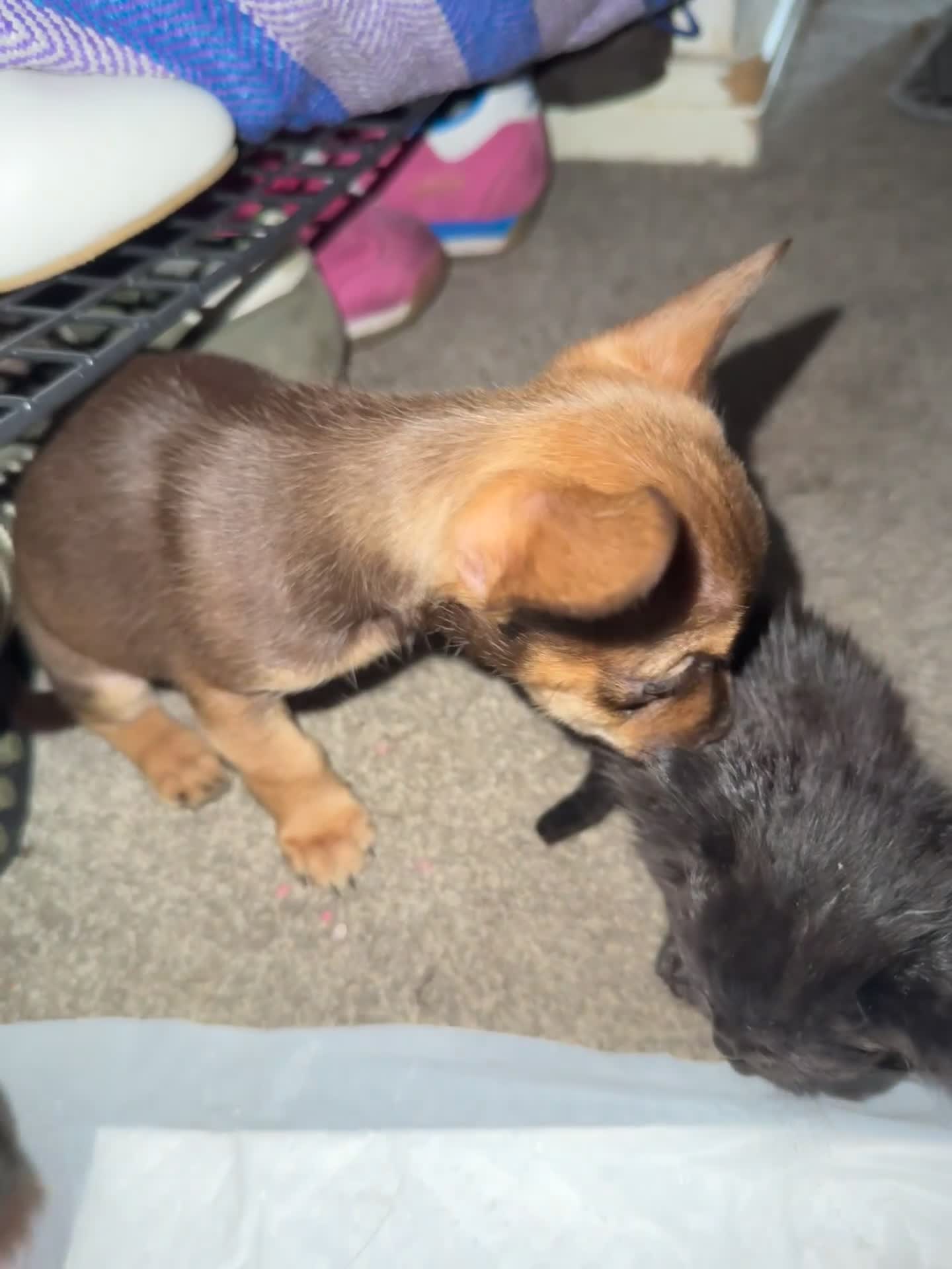 Mixed Breed dogs for sale: chihuahua mixed breed - Video 1