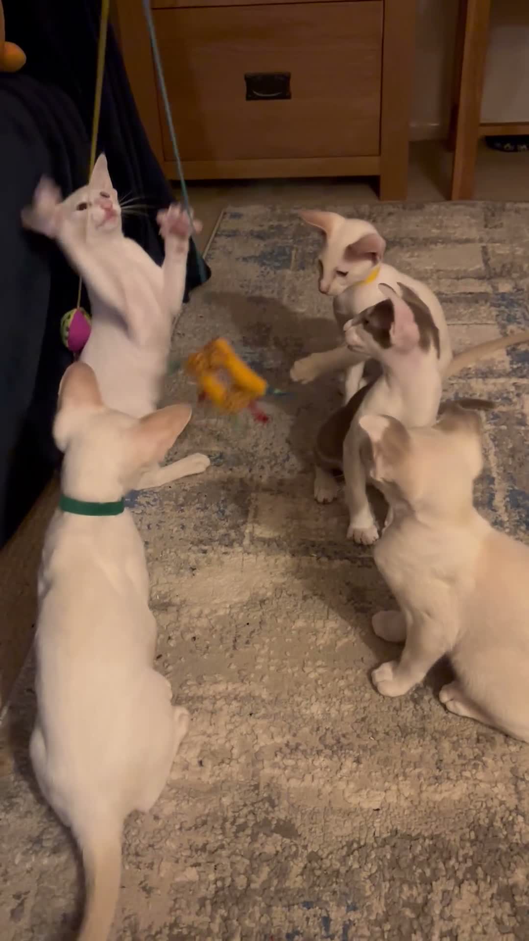 Siamese cats for sale: ✨Gorgeous GCCF Reg Siamese Kittens - Video 1