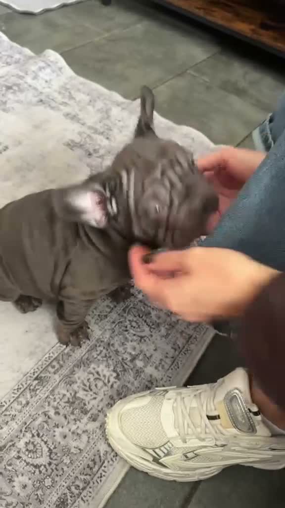 French Bulldog dogs for sale: 🐾Amazing French Bulldog Puppies🐾 - Video 1