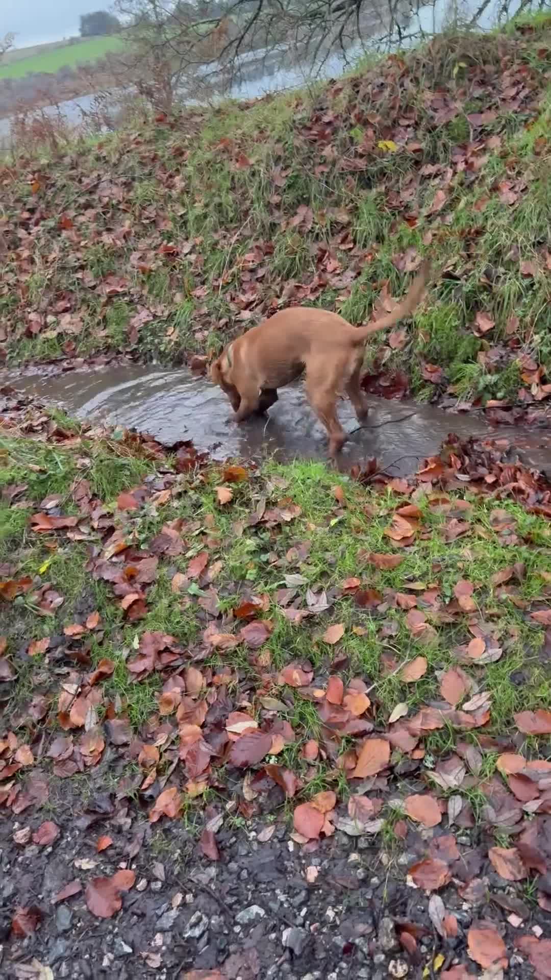 Labrador Retriever dogs for sale: Kc registered red lab puppy  - Video 1