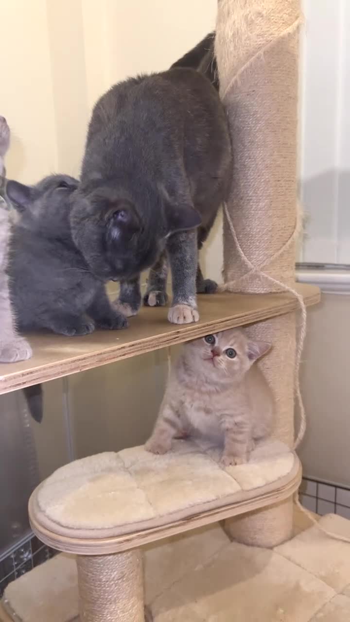 British Shorthair cats for sale: Outstanding Gccf REG - 2 LEFT🏆  - Video 3
