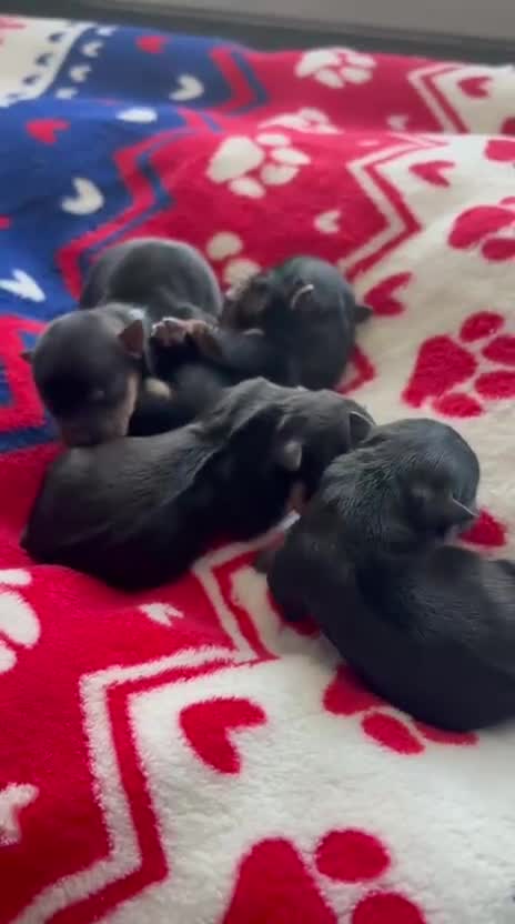Yorkshire Terrier dogs for sale: Yorkshire Terrier Puppies - Video 1