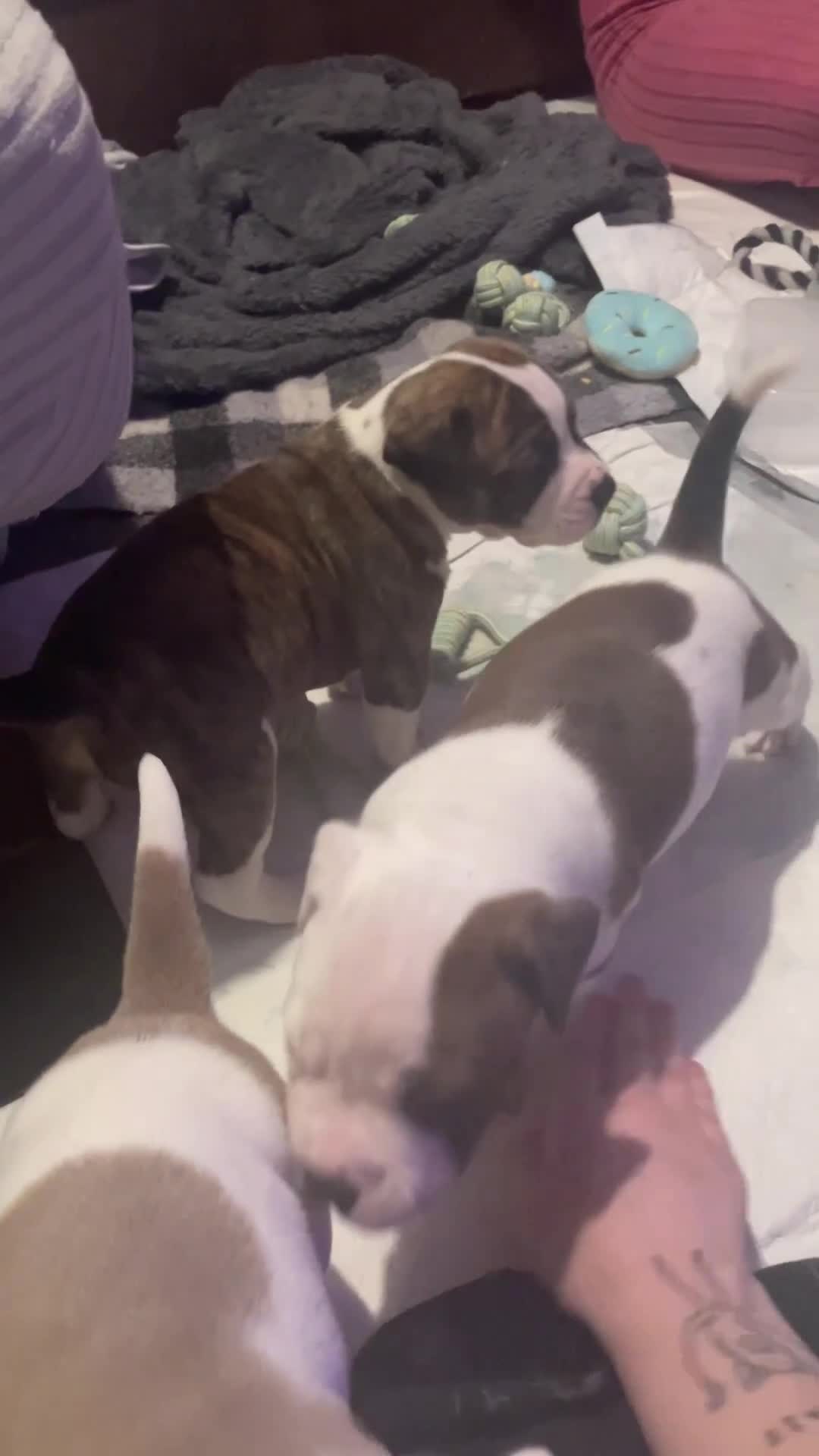 Mixed Breed dogs for sale: Male American Bulldog cross Staffordshire pup - Video 1