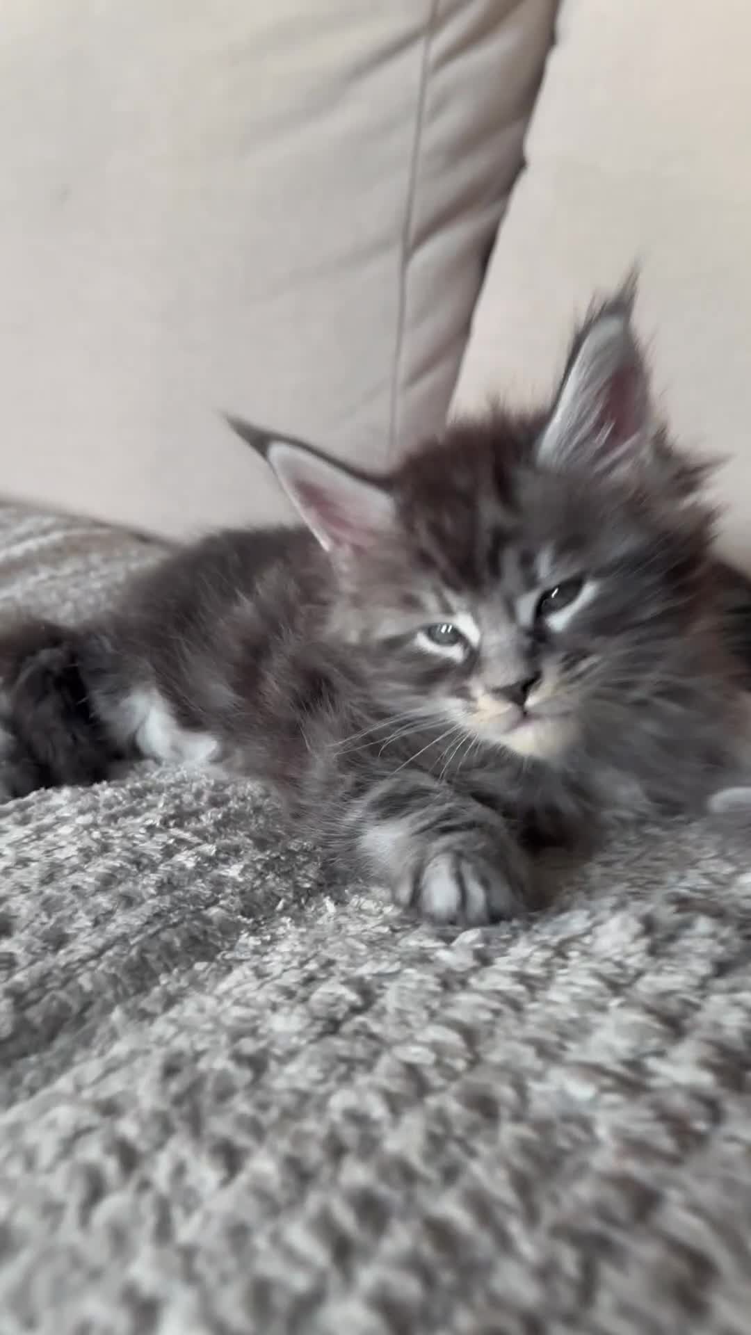 Maine Coon cats for sale: Tica registered Maine Coons from champion lines  - Video 2