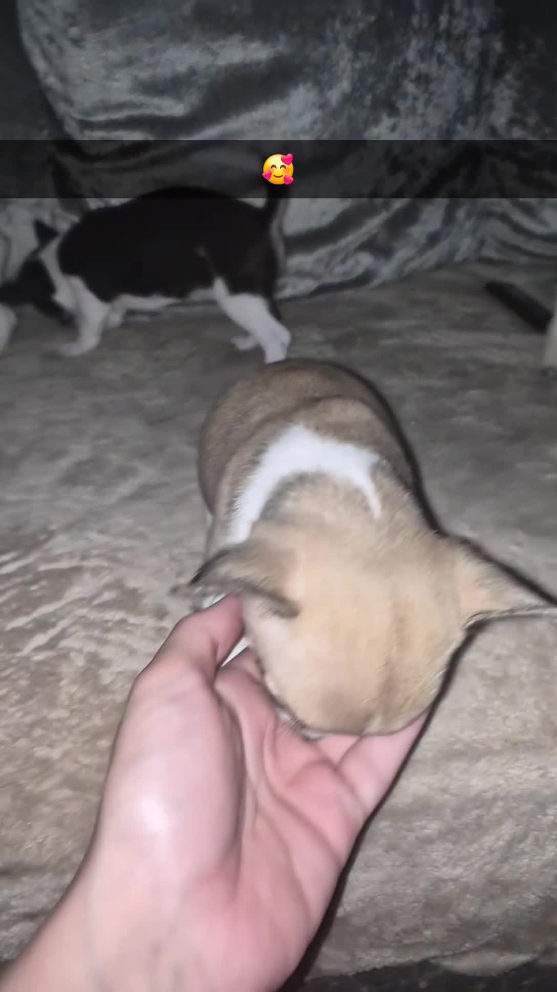 Chihuahua dogs for sale: 4 beautiful chihuahua puppies - Video 1