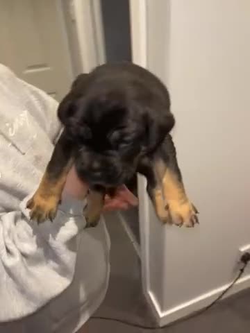 Cane Corso dogs for sale: 1 male black pup left £900  - Video 2