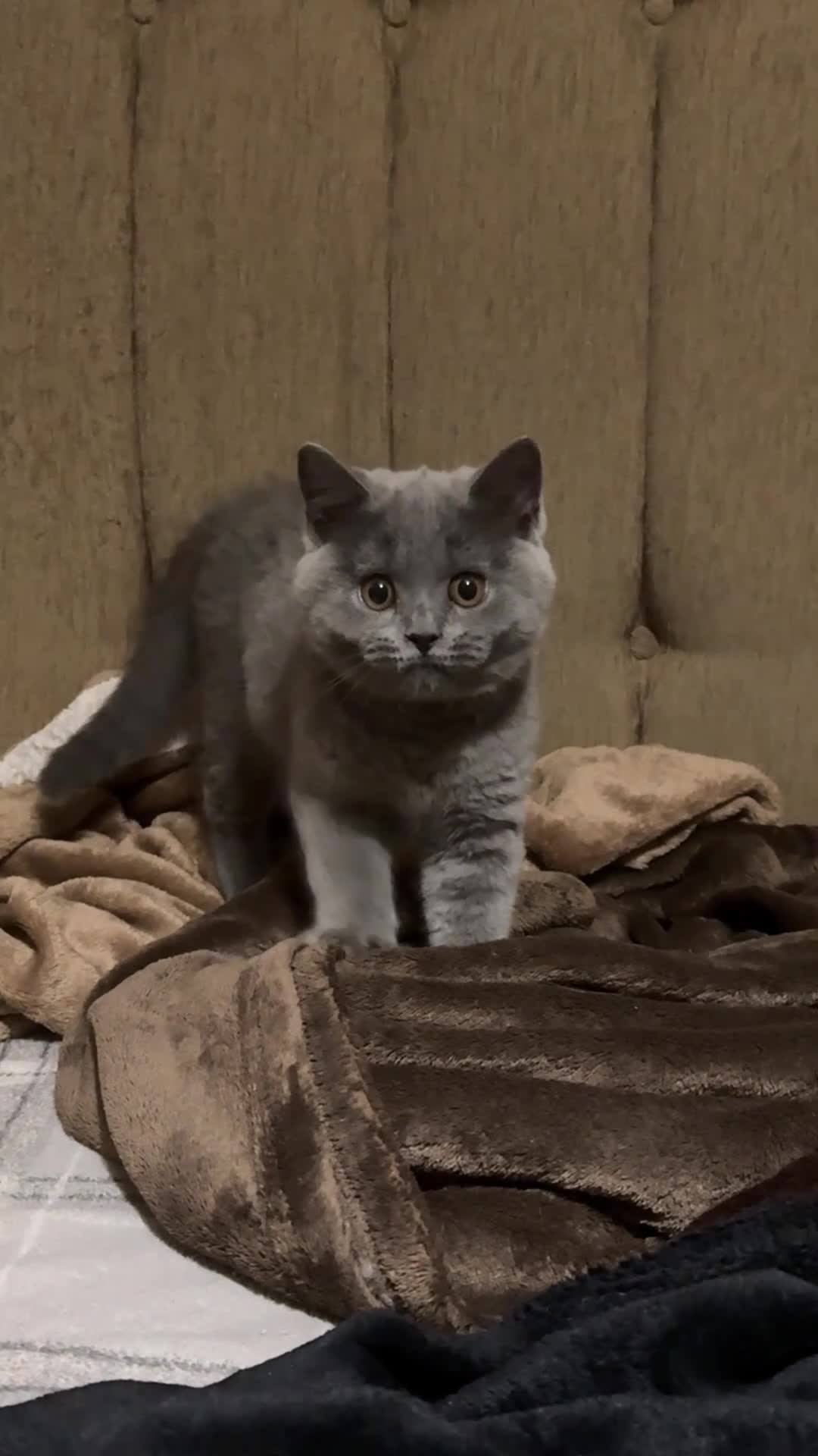 British Shorthair cats for sale: Two shorthair Girls lilac and blue - Video 3