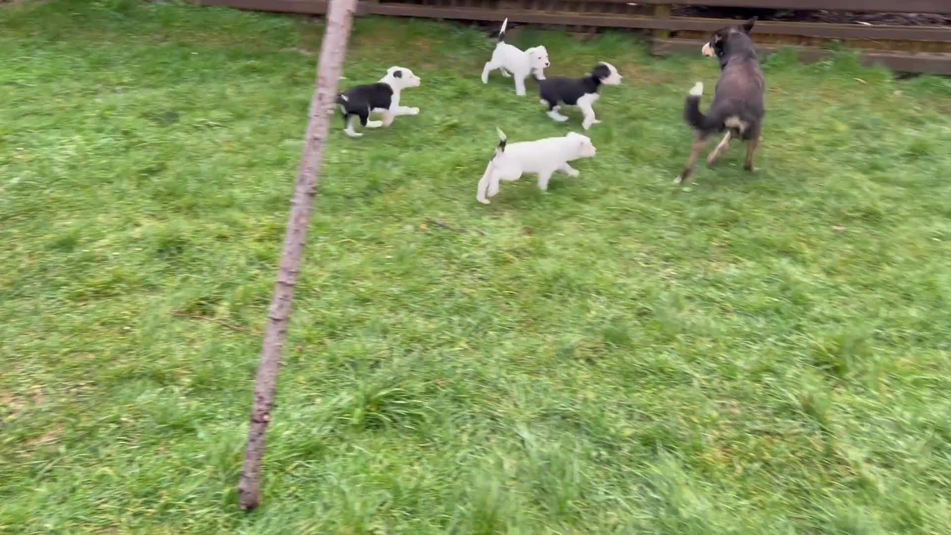 Smooth Collie dogs for sale: 🔥 3 male Collie pups 🔥 in Tywyn - Video 3