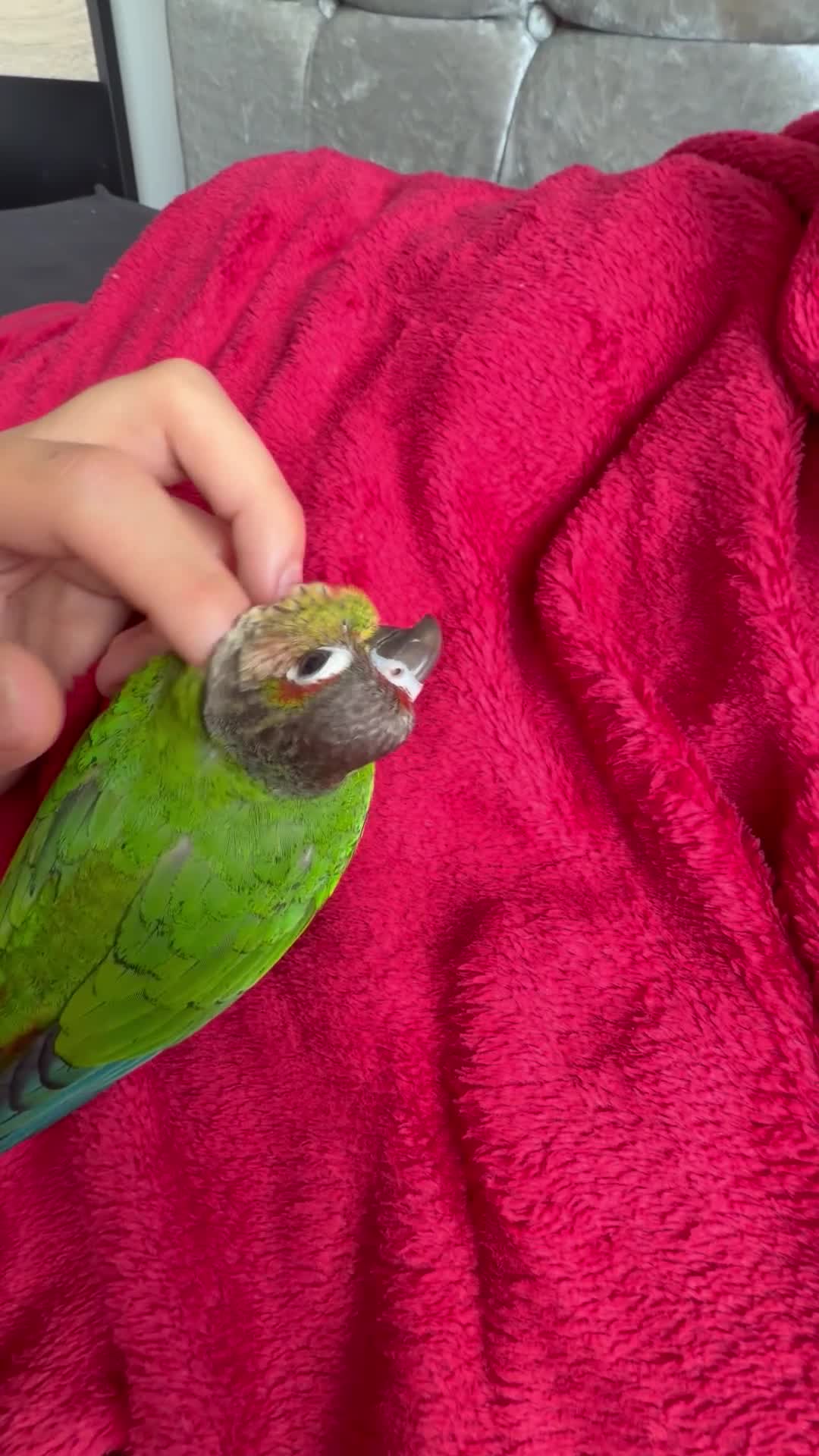 Conures birds for sale: Friendly conure parrot for sale  in London - Video 1