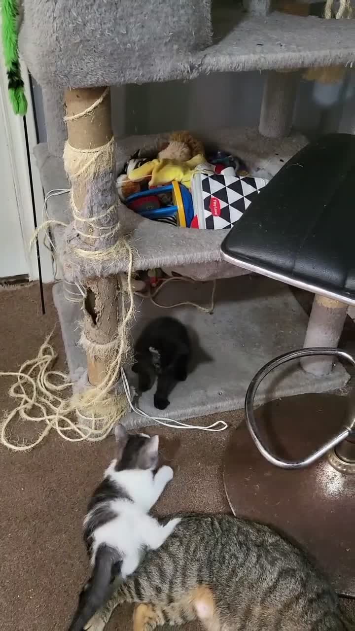 Mixed Breed cats for sale: Adorable kittens available  - Video 2