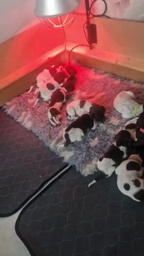 German Shorthaired Pointer dogs for sale: KC Registered German Shorthaired Pointer Puppies - Video 1