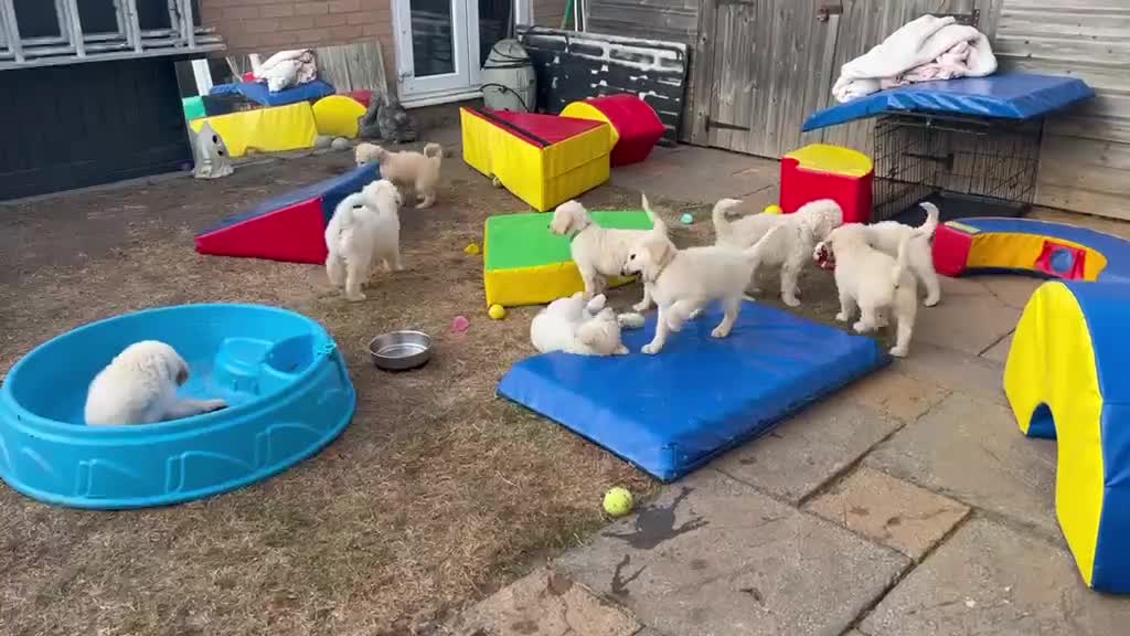 Goldendoodle dogs for sale: 🐾 Goldendoodle Puppies ready for forever homes 🐾 - Video 2