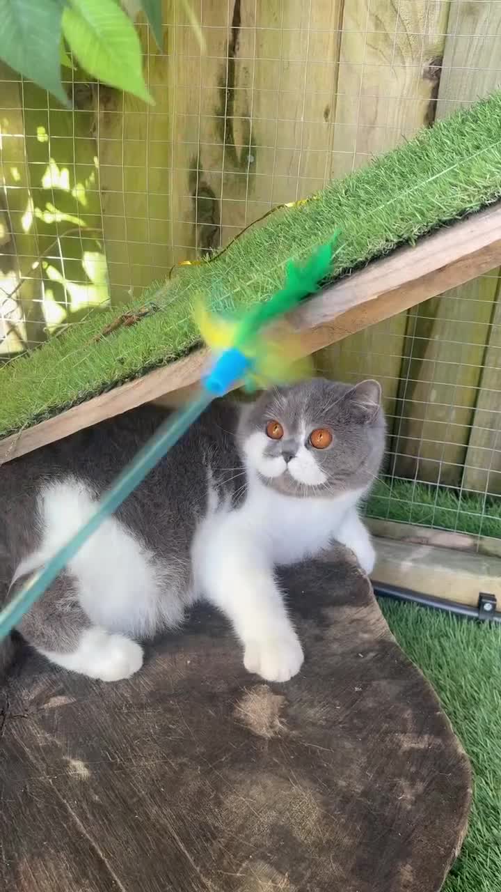 British Shorthair cats for sale: Beautiful girl  - Video 1