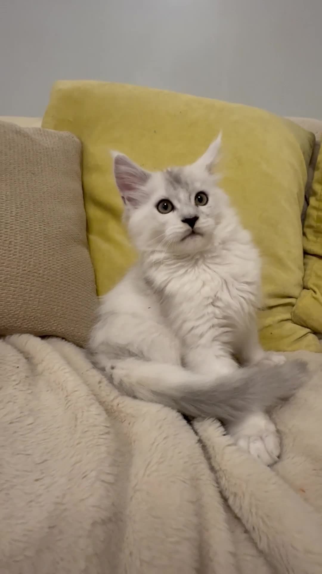 Maine Coon cats for sale: Gorgeous Shaded Pedigree Maine Coon Kittens - Video 3