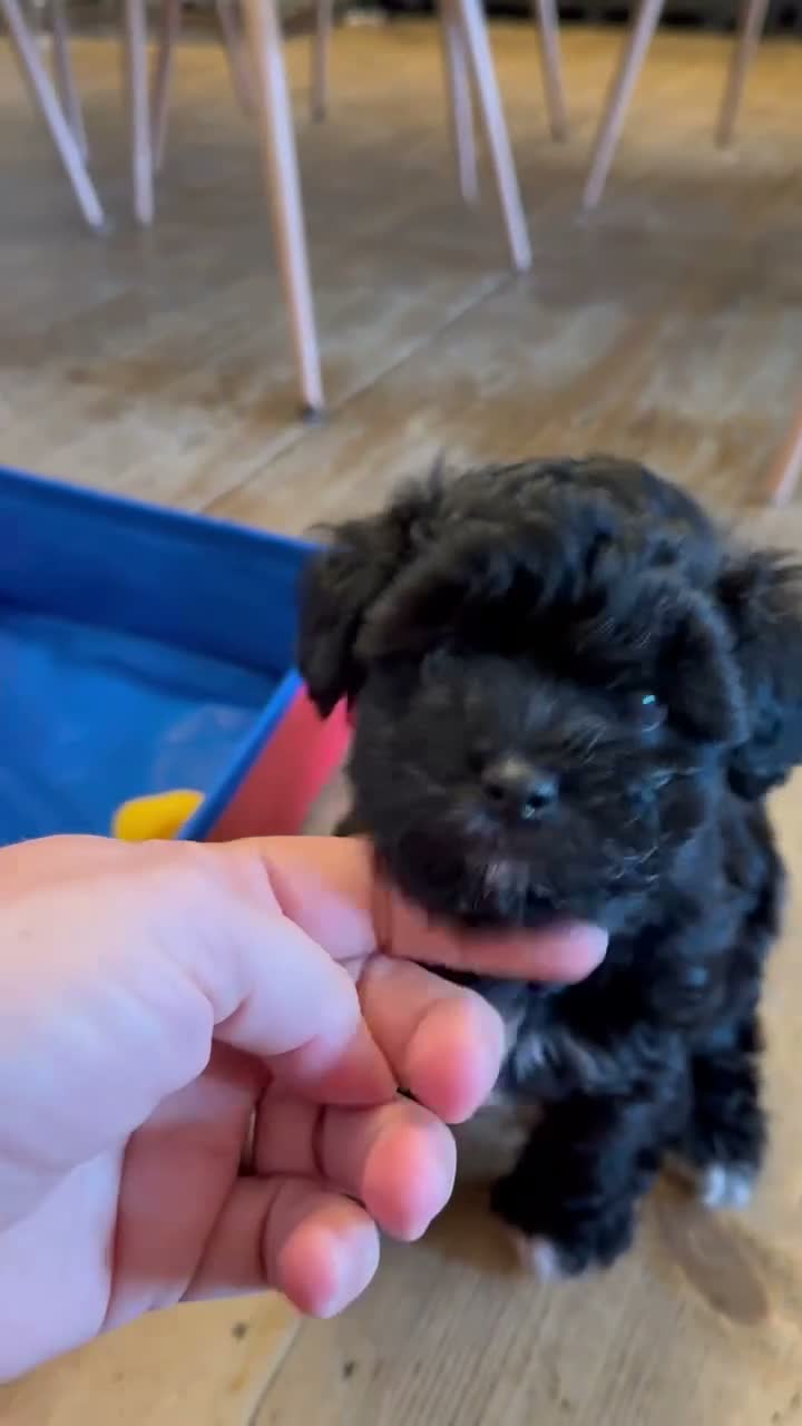 Schnoodle dogs for sale: F1 Toy Mega Coat Schnoodles - Video 1