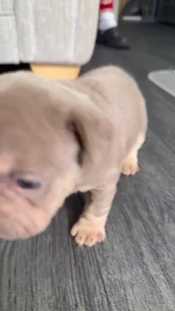 French Bulldog dogs for sale: Stunning KC Registered French Bulldog Puppies 🐶 - Video 2
