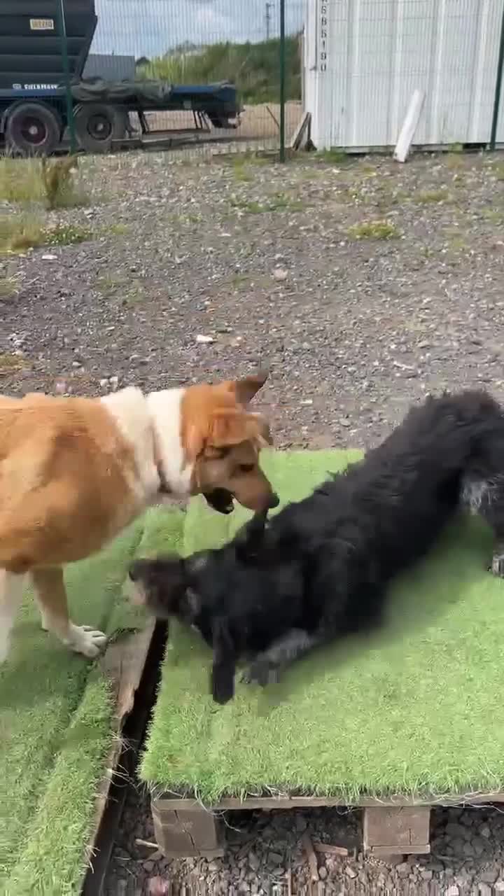 Mixed Breed dogs for adoption: MARSHALL the Marvellous - Video 2