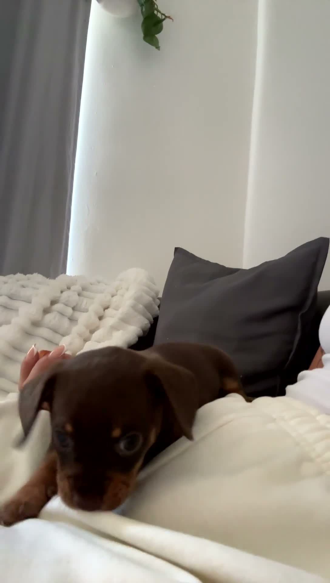 Chiweenie dogs for sale: Gorgeous chocolate and tan Chiweenie boy in Nottingham - Video 1