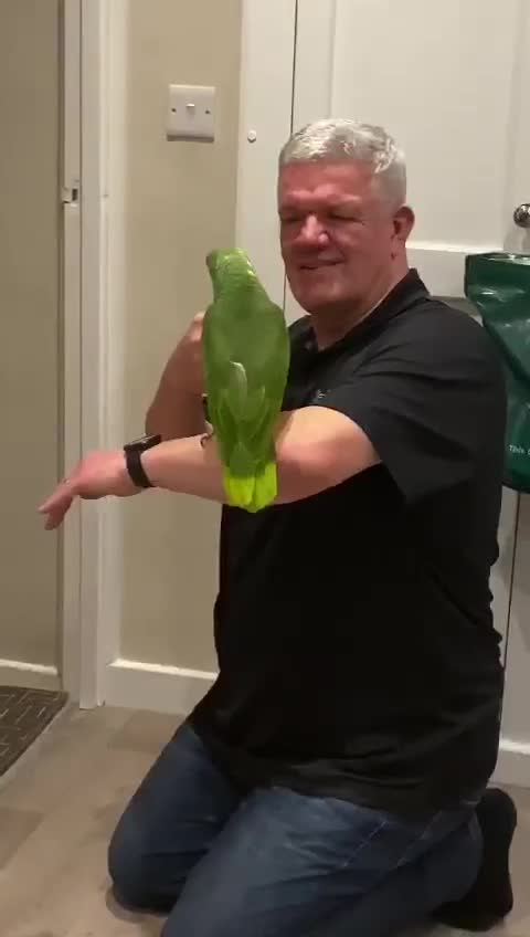 Parrots birds for sale: Yellow fronted Amazon. Urgent sale. Owner in care - Video 1