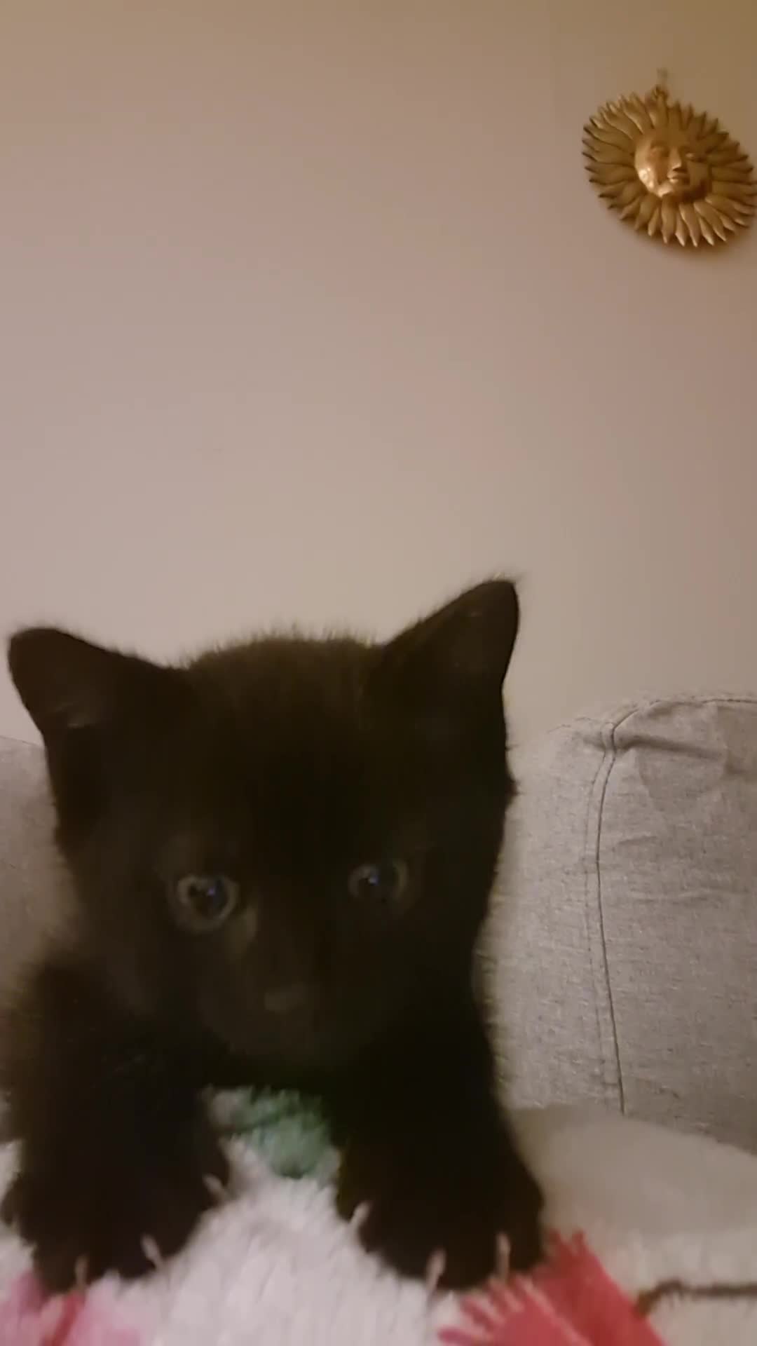 British Shorthair cats for sale: Male Kitten 8 weeks - Video 1