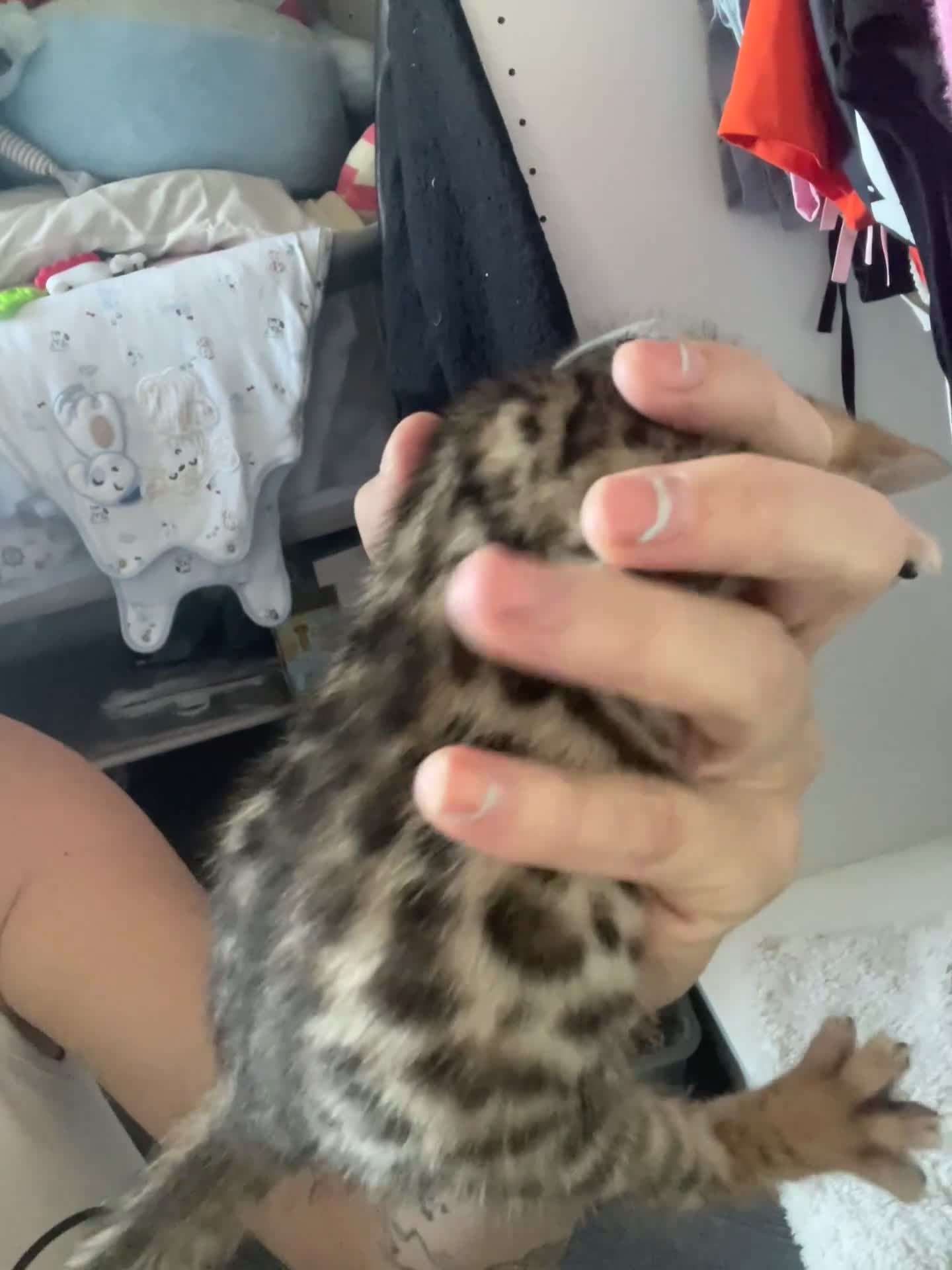 Bengal cats for sale: 2 beautiful male bengals kits - Video 2