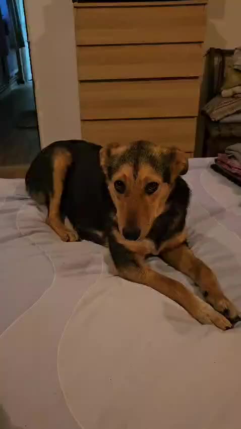 Mixed Breed dogs for adoption: 🐾 Meet Larisa - a gentle girl for a Loving Home💛 - Video 3