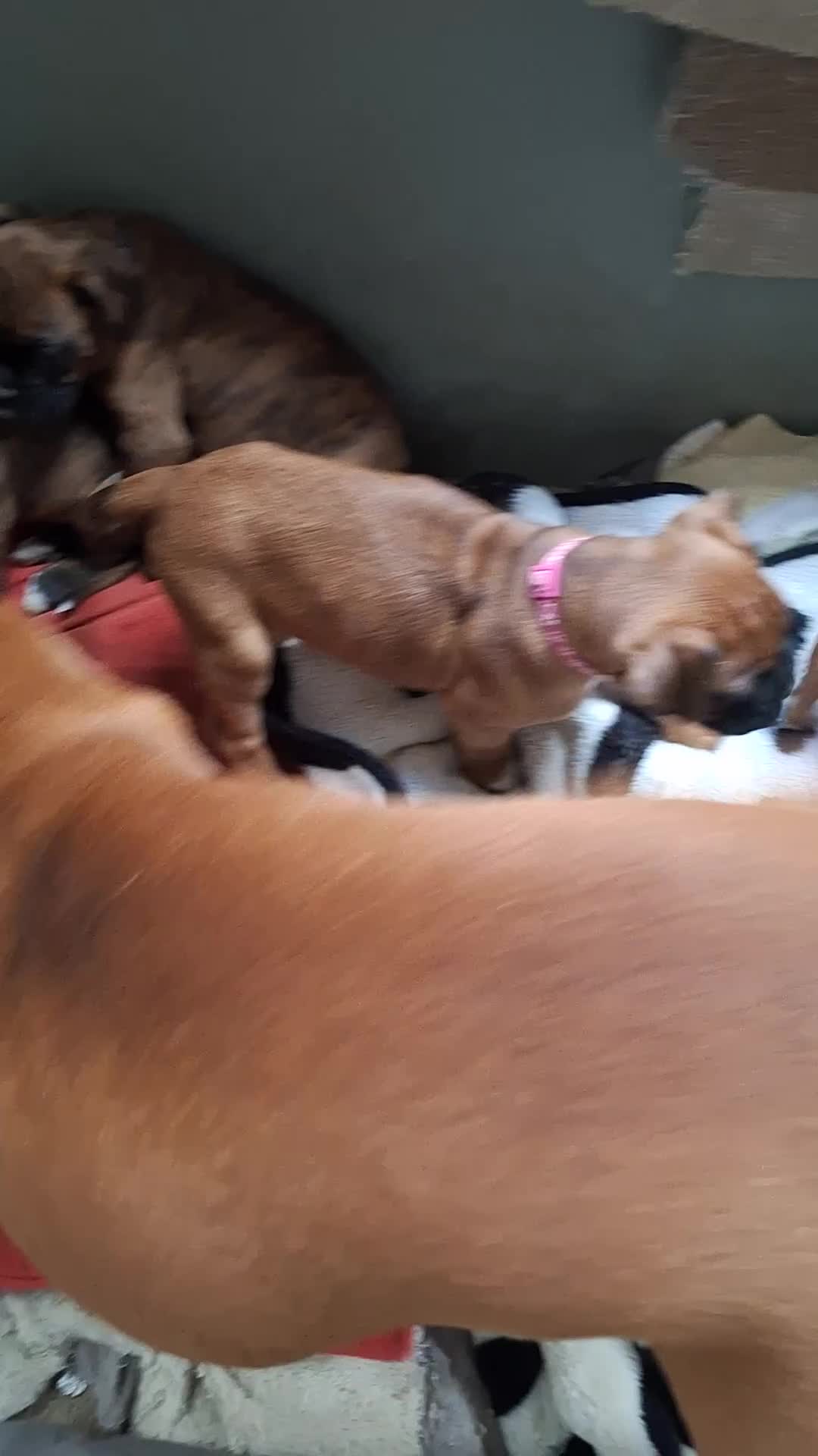 Boxer dogs for sale: Boxer puppies kc registered 5 star licence  - Video 3