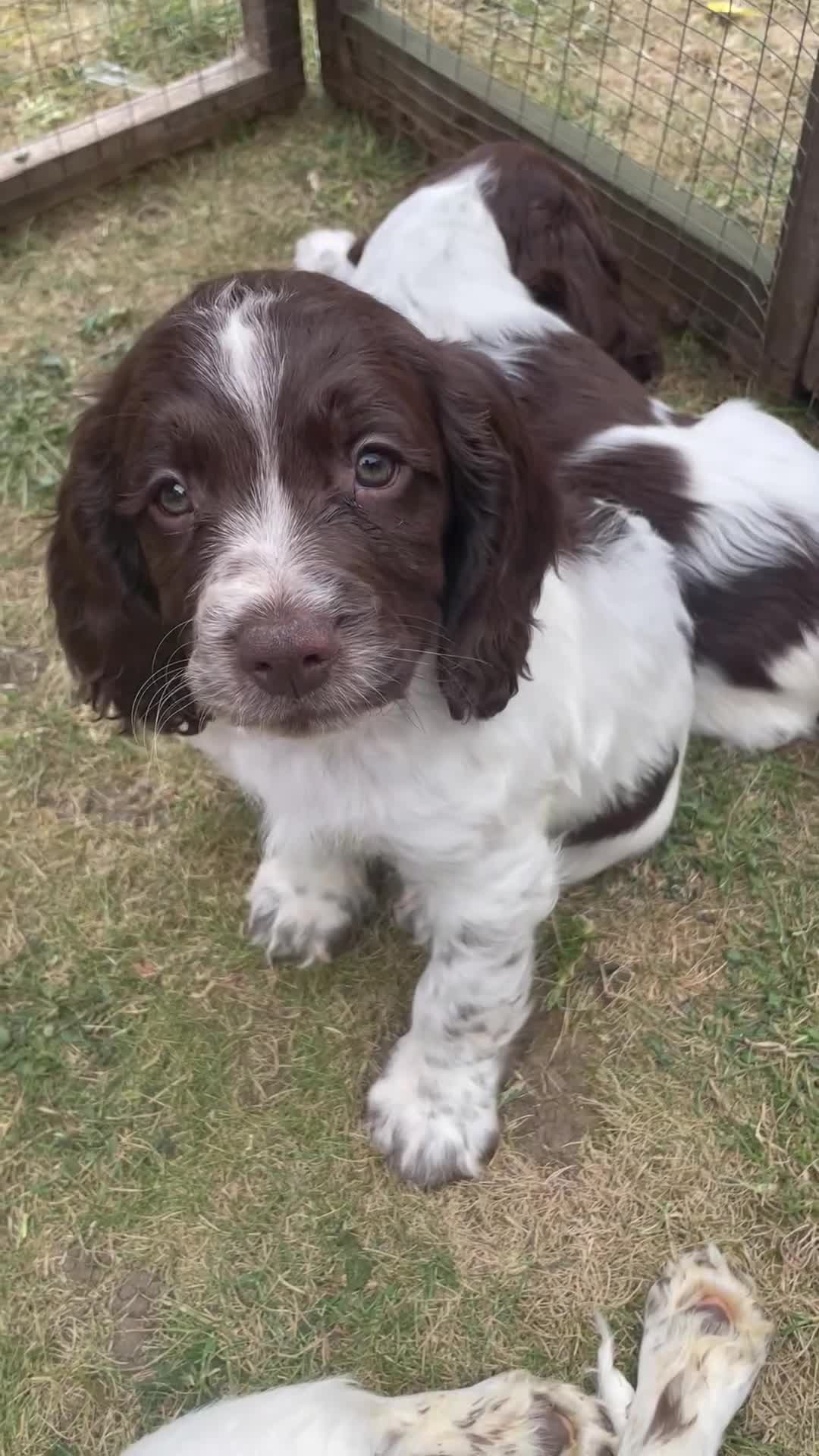 English Springer Spaniel dogs for sale: 9 week old Springer Spaniel pups in Rushden - Video 1