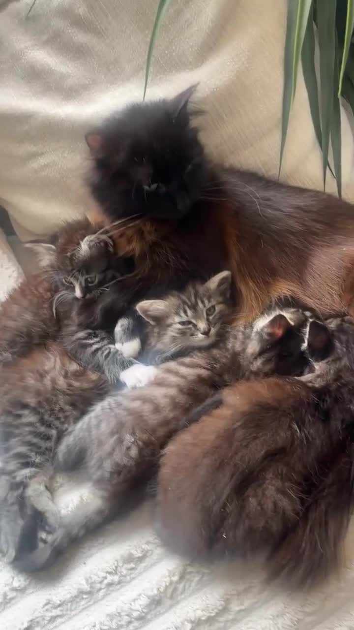 Mixed Breed cats for sale: 4 kittens for sale - Video 1