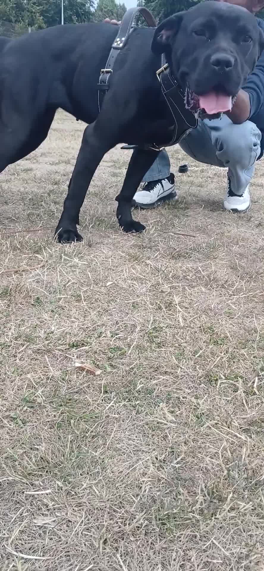 Cane Corso dogs for stud: Russian import cane corso - Video 2