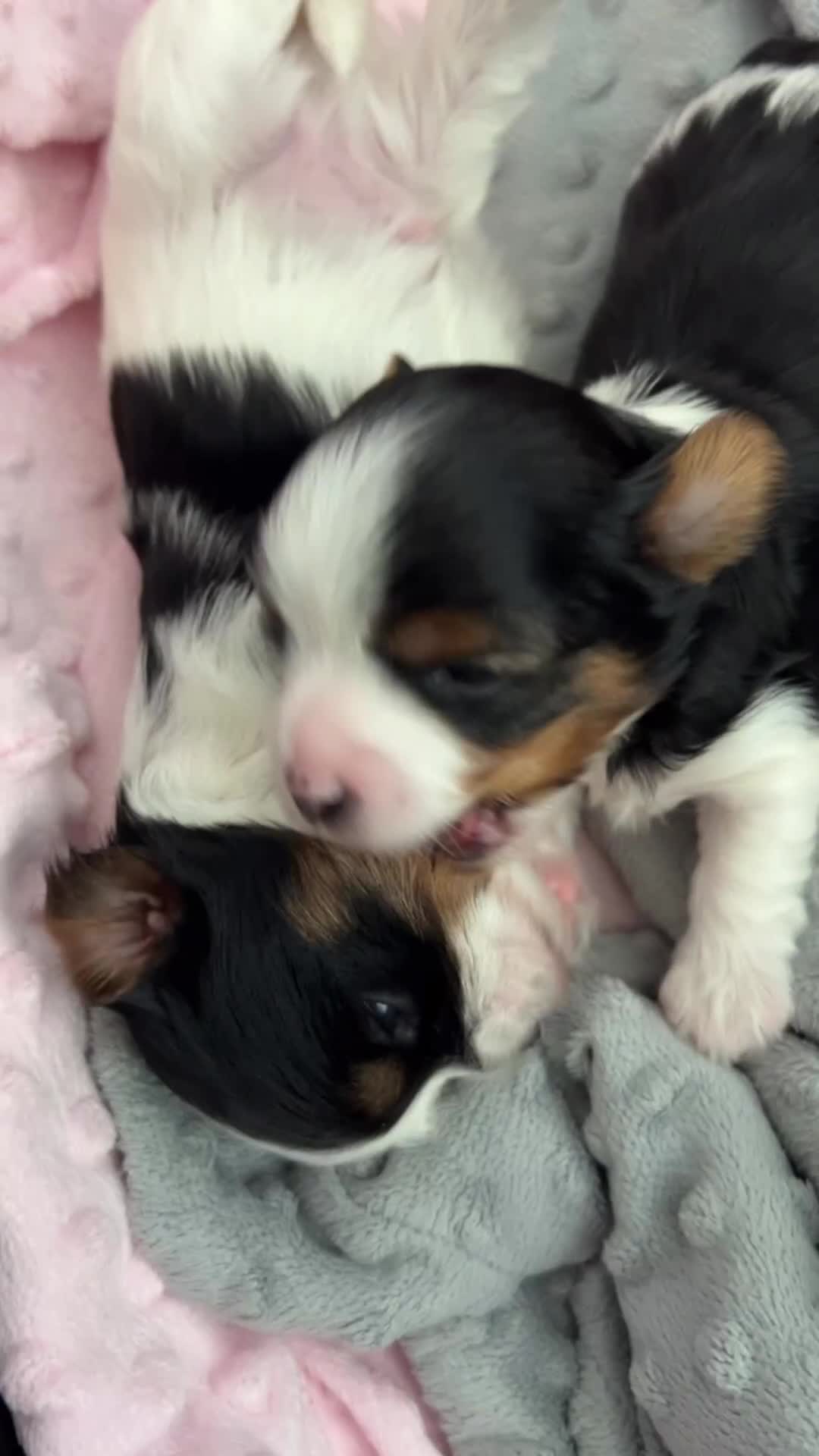 Biewer Terrier dogs for sale: Biewer terrier male puppies for sale - Video 1