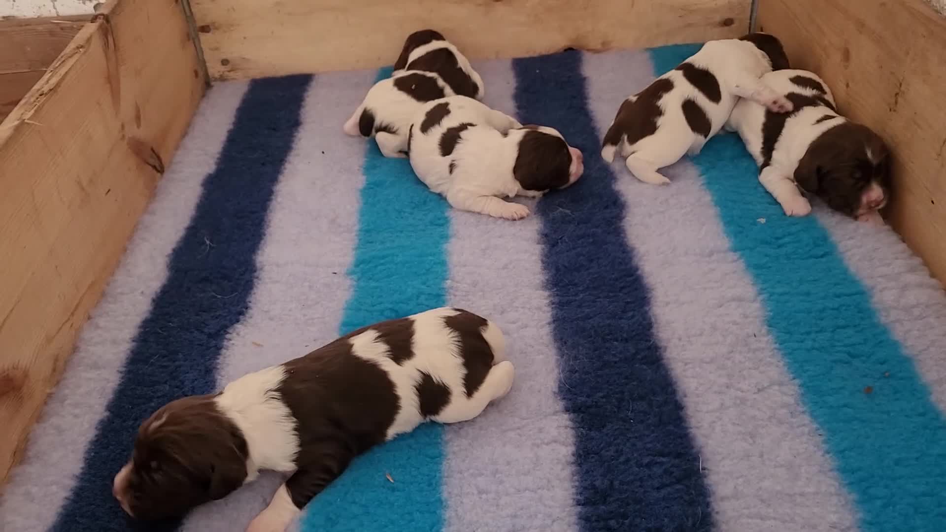 English Springer Spaniel dogs for sale: KC Working English Springer Spaniel puppies  - Video 1
