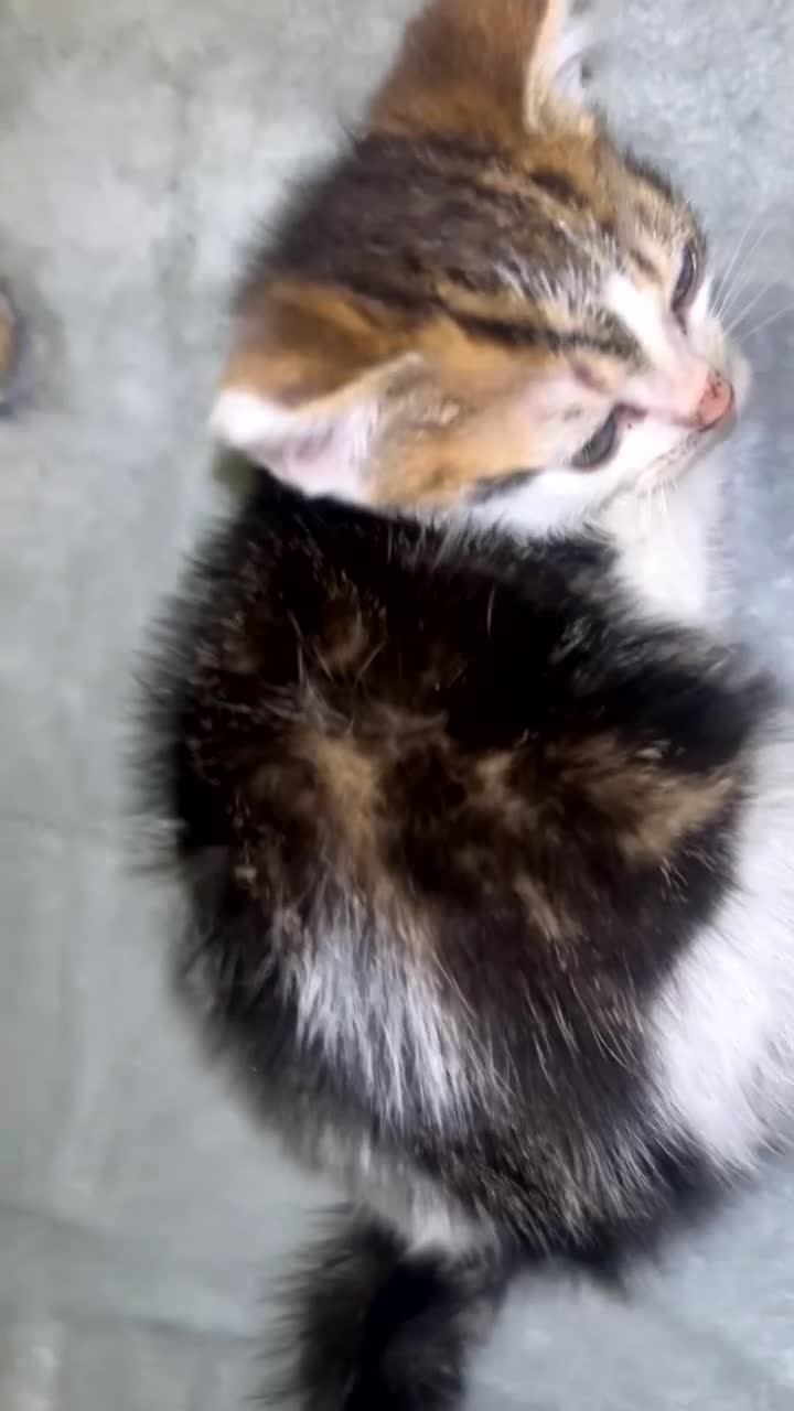 Mixed Breed cats for sale: White and black tabby mixed kitten ready to go.  - Video 1