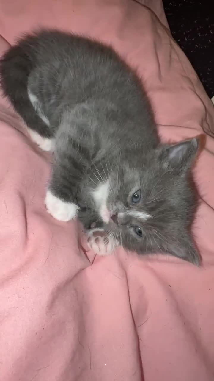 British Shorthair cats for sale: 4 lovely’s silver grey British shorthair  - Video 1