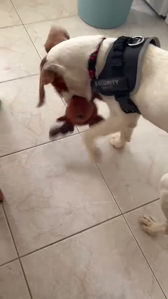Mixed Breed dogs for adoption: Cute Hector - Video 1