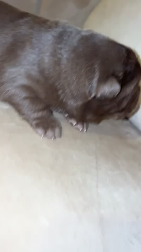 Chow Chow dogs for sale: Beautiful Chow Chow Puppies  - Video 2