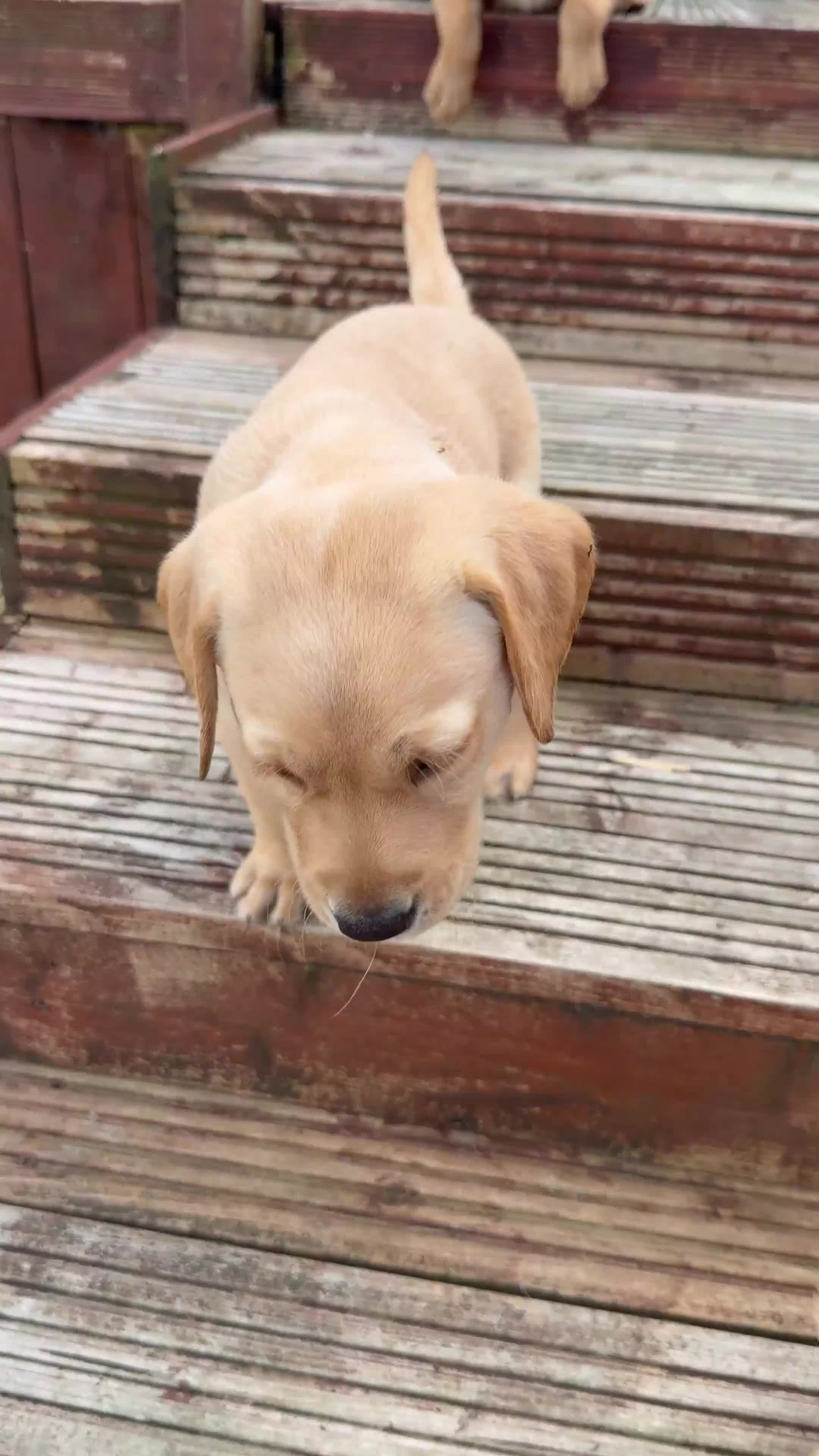 Labrador Retriever dogs for sale: Yellow/Red working Labradors - Video 3