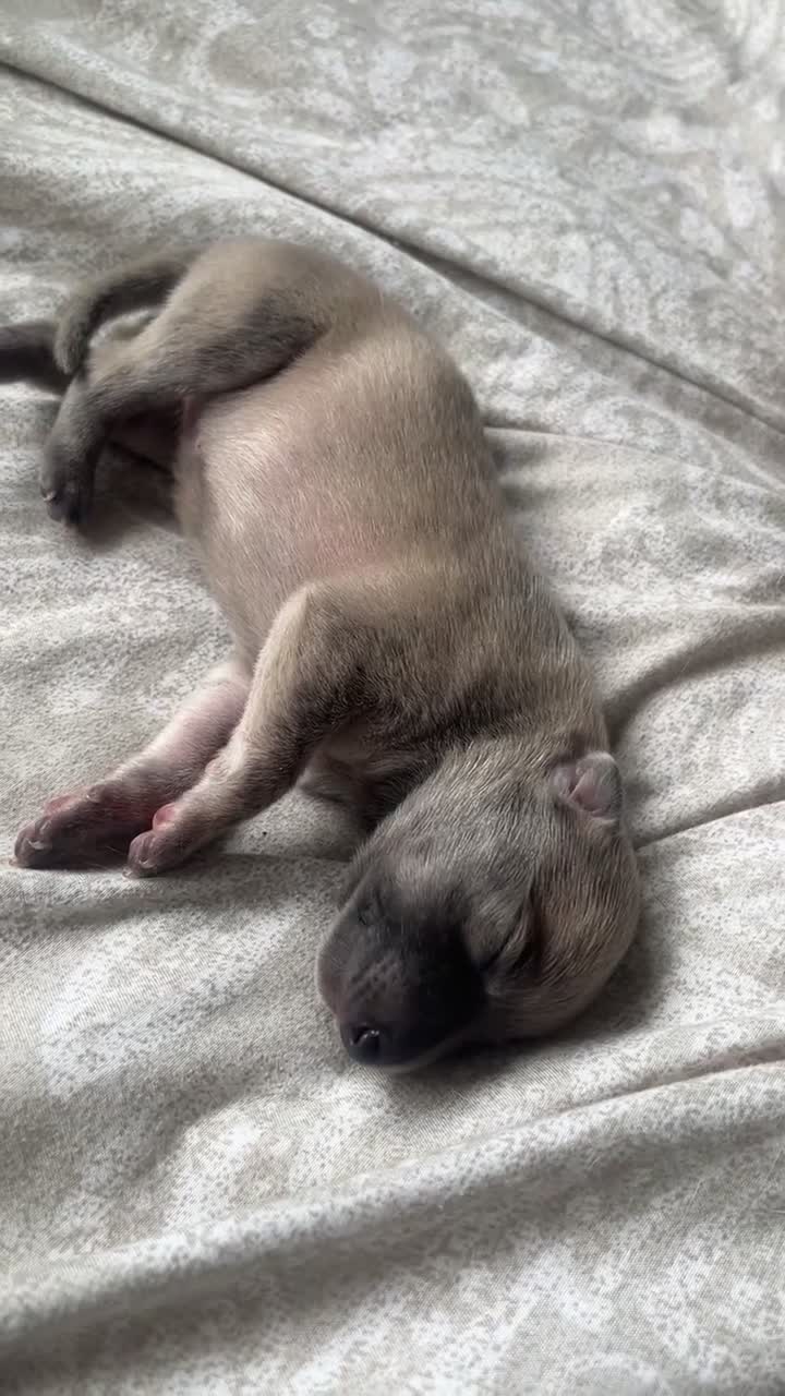 Whippet dogs for sale: 2 Whippet Pups one male one female - Video 4
