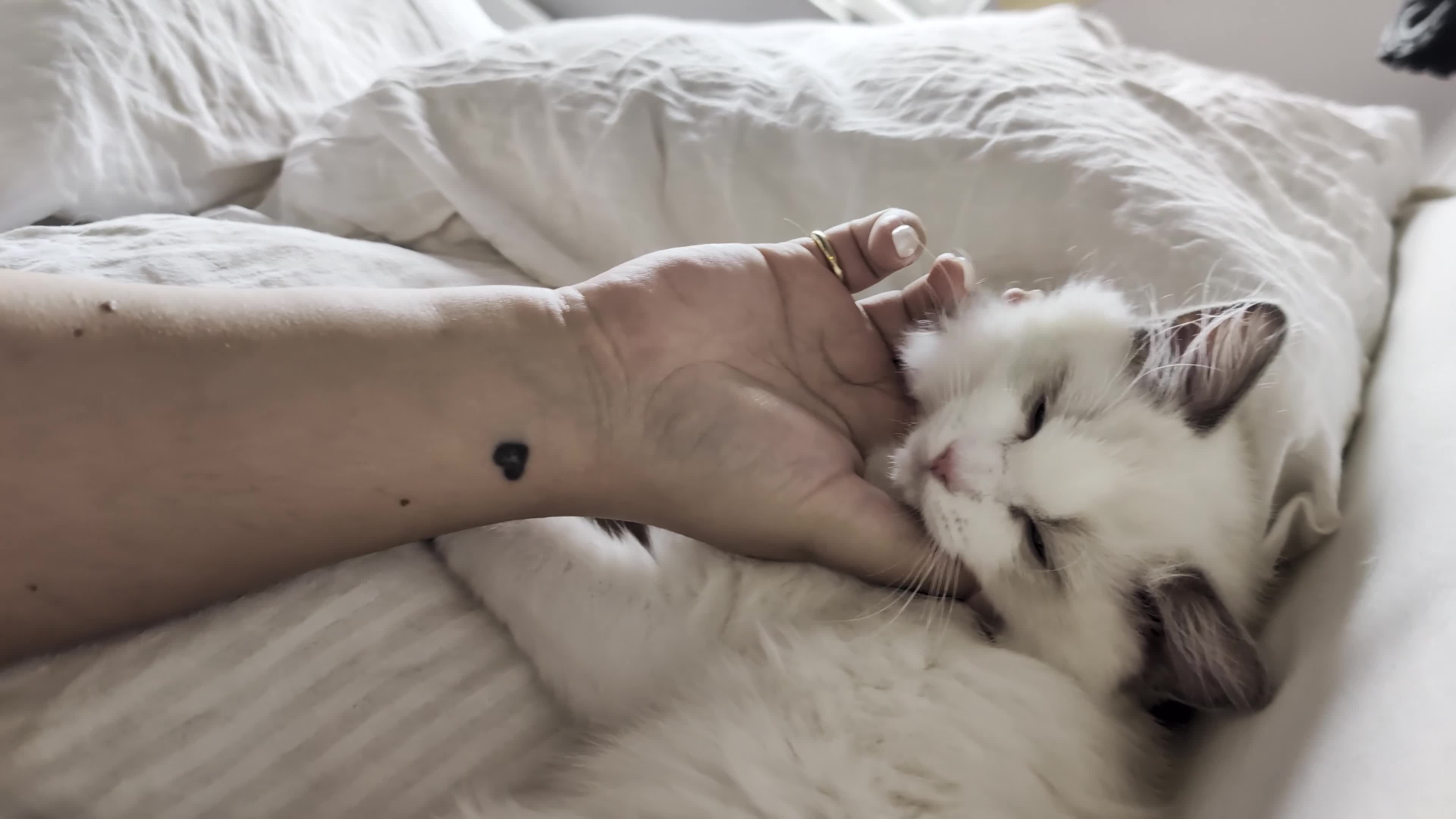 Ragdoll cats for sale: Last kitten left Tica imperial grand champion line - Video 1