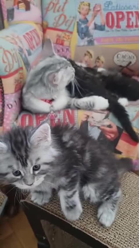 Maine Coon cats for sale: Tica Registered, Russian Line Maine Coon Kittens - Video 4