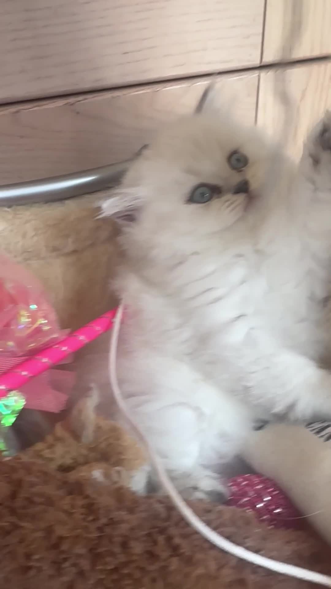 Persian cats for sale: 2 beautiful  persian pedigree chinchilla kittens - Video 2