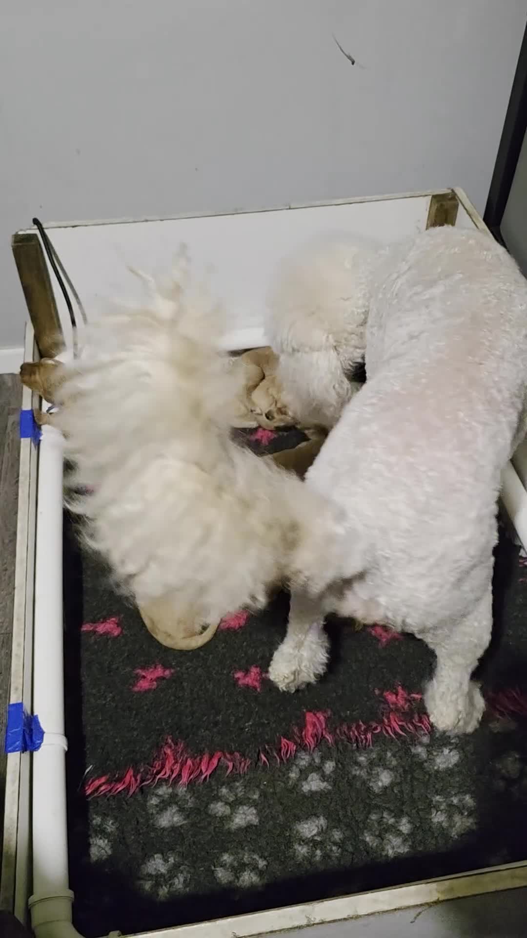 Goldendoodle dogs for sale: Fully Health Tested F1 Goldendoodles - Video 2