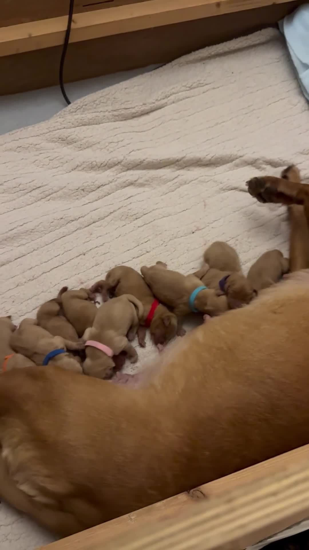 Labrador Retriever dogs for sale: CLOSED - Fox Red Labrador puppies.  - Video 1