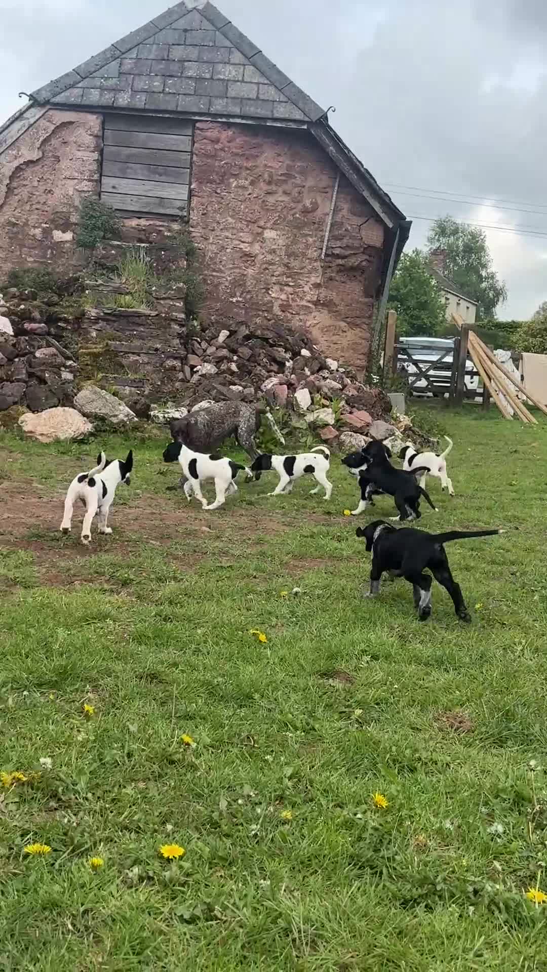 Mixed Breed dogs for sale: 1 BOY & 1 GIRL LEFT- GSP X FOXHOUND Puppies  - Video 1