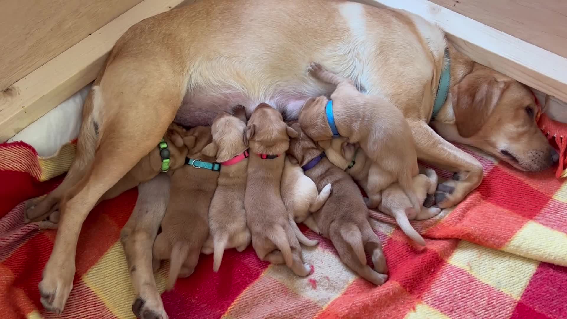 Labrador Retriever dogs for sale: 8 Labrador retriever puppies for sale - Video 1