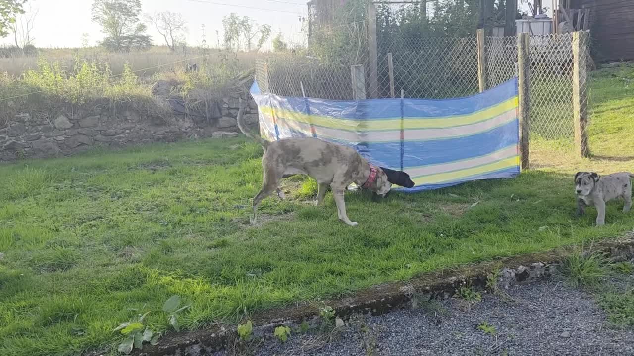 Mixed Breed dogs for sale: 2 female Daniff Puppies READY NOW - Video 3