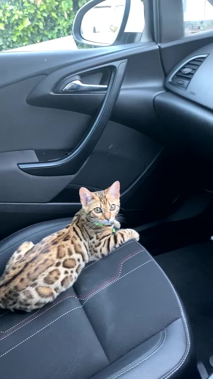 Bengal cats for sale: 2 Bengal female cats - Video 2