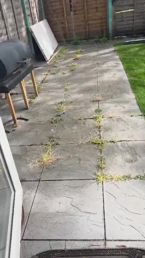 British Longhair cats for sale: Mr Leo - Video 5