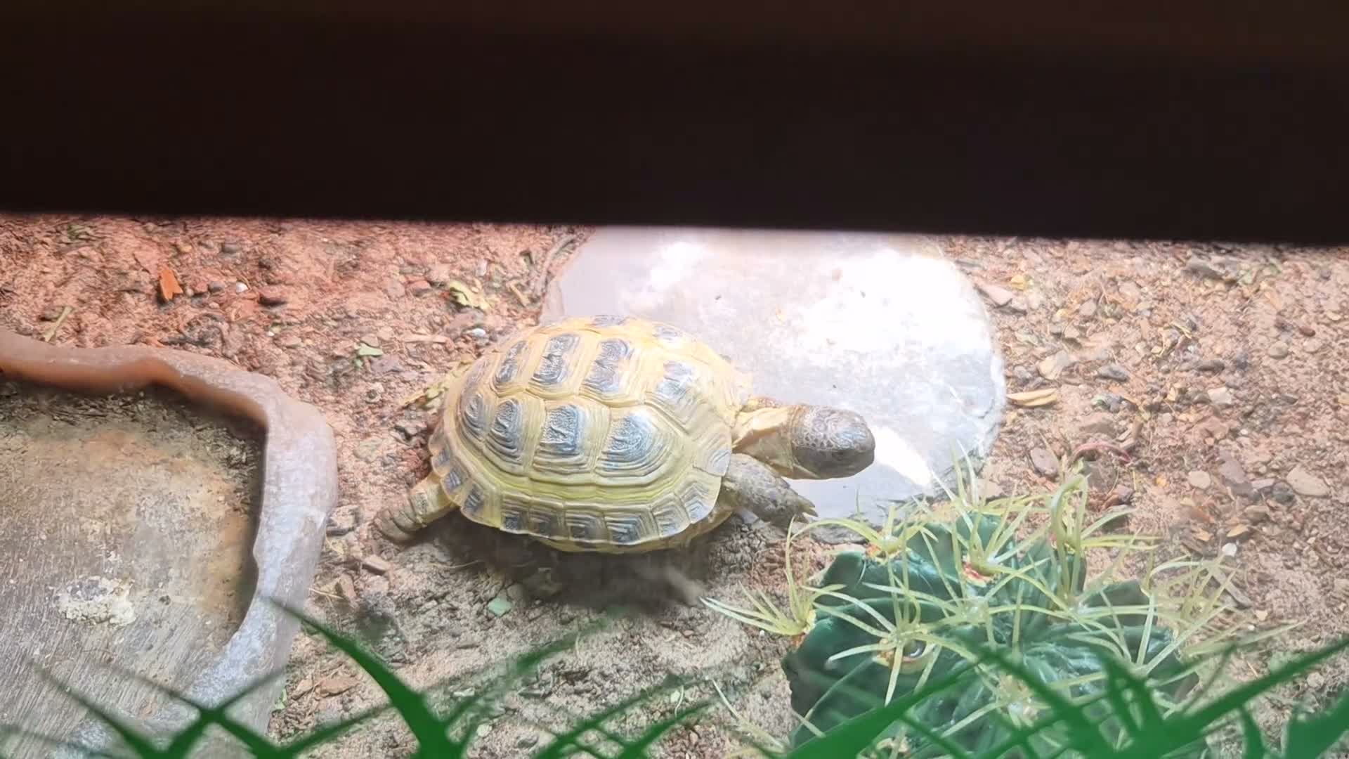 Tortoise reptiles for sale: Horsfield tortoise and full set up - Video 1