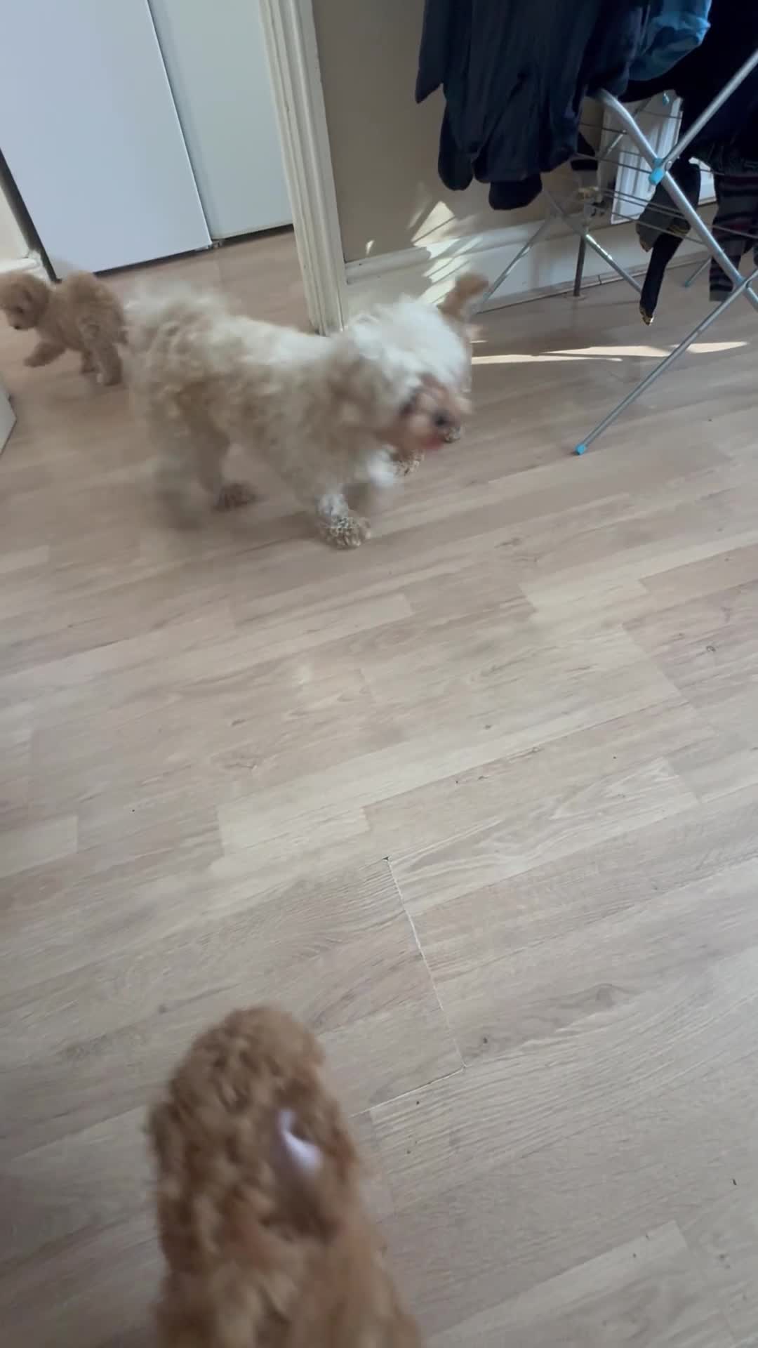 Maltipoo dogs for sale: Toy Maltipoo pups lovely red ready, last pup now - Video 1